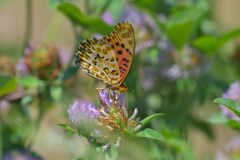 野の花にツマグロヒョウモン　　DSC_5327