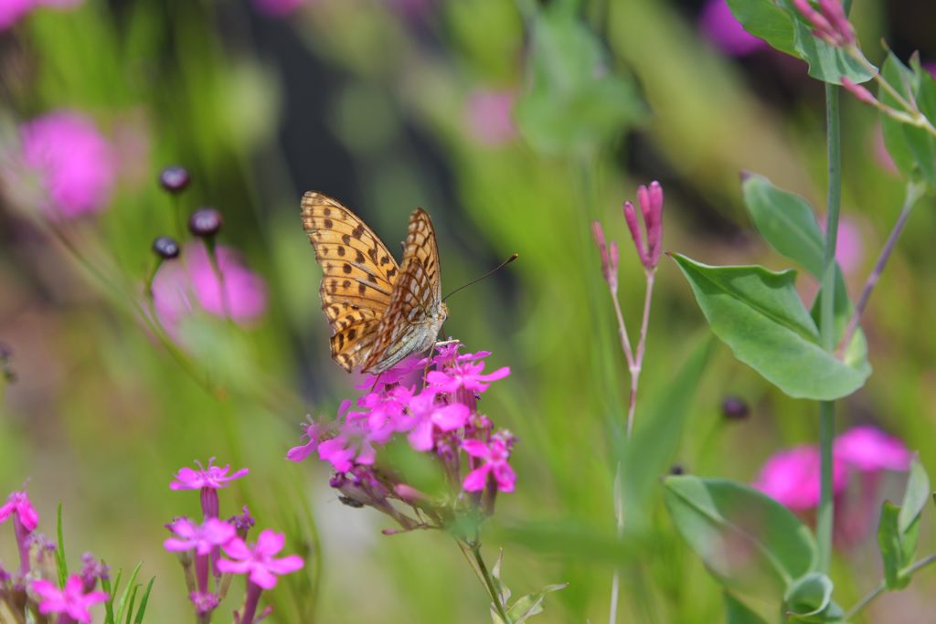 野の花に　DSC_0363