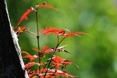 秋の色　４　DSC_8479