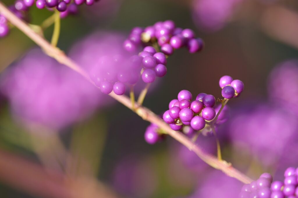 コムラサキの実輝いて　DSC_8098