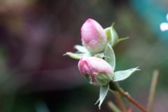 頑張るバラの蕾　　DSC03180