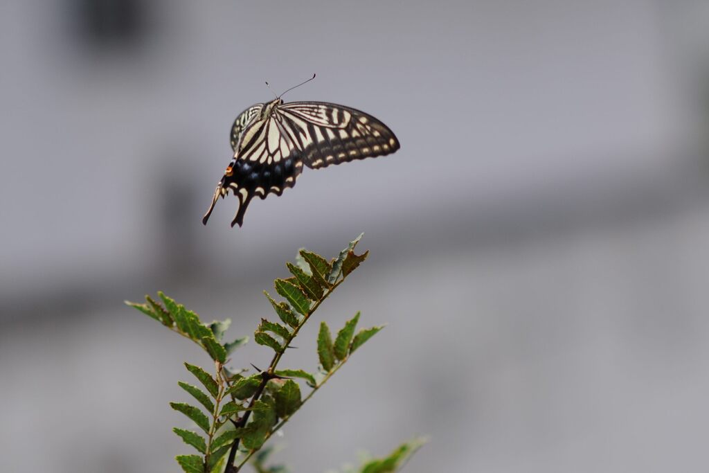 ナミアゲハの舞　　DSC_4760