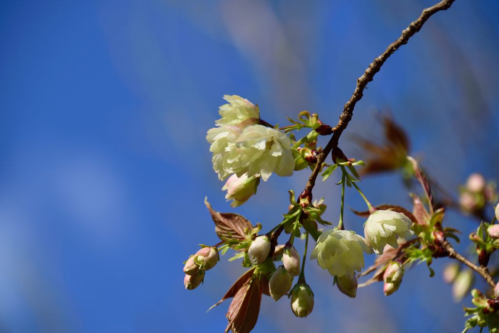 ウコンザクラ開花　DSC_4676