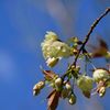 ウコンザクラ開花　DSC_4676