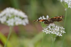 ニラの花にアカタテハ　４　DSC_7667