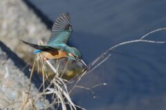 カワセミ　　DSC_5873
