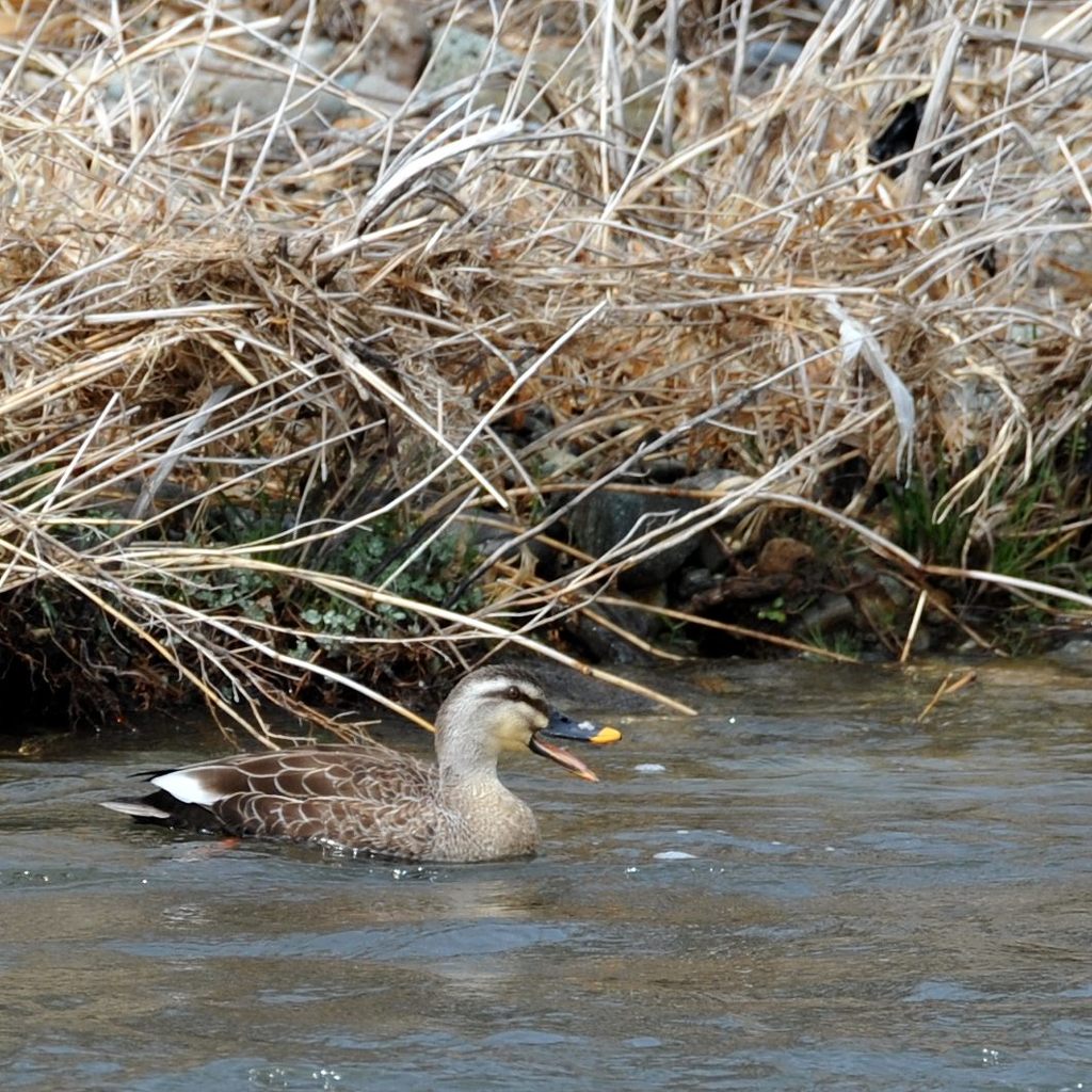 鳴く　　DSC_1806
