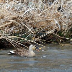 鳴く　　DSC_1806
