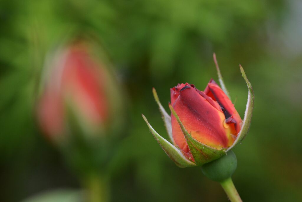 もうすぐ開花　　DSC_8685