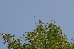 お早う！　DSC_7357