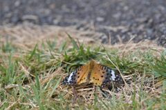 堤防の遊歩道脇にて　　DSC_1501