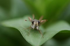 コンニチハ　DSC_2978
