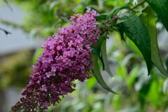 ブッドレア開花　　DSC_5742