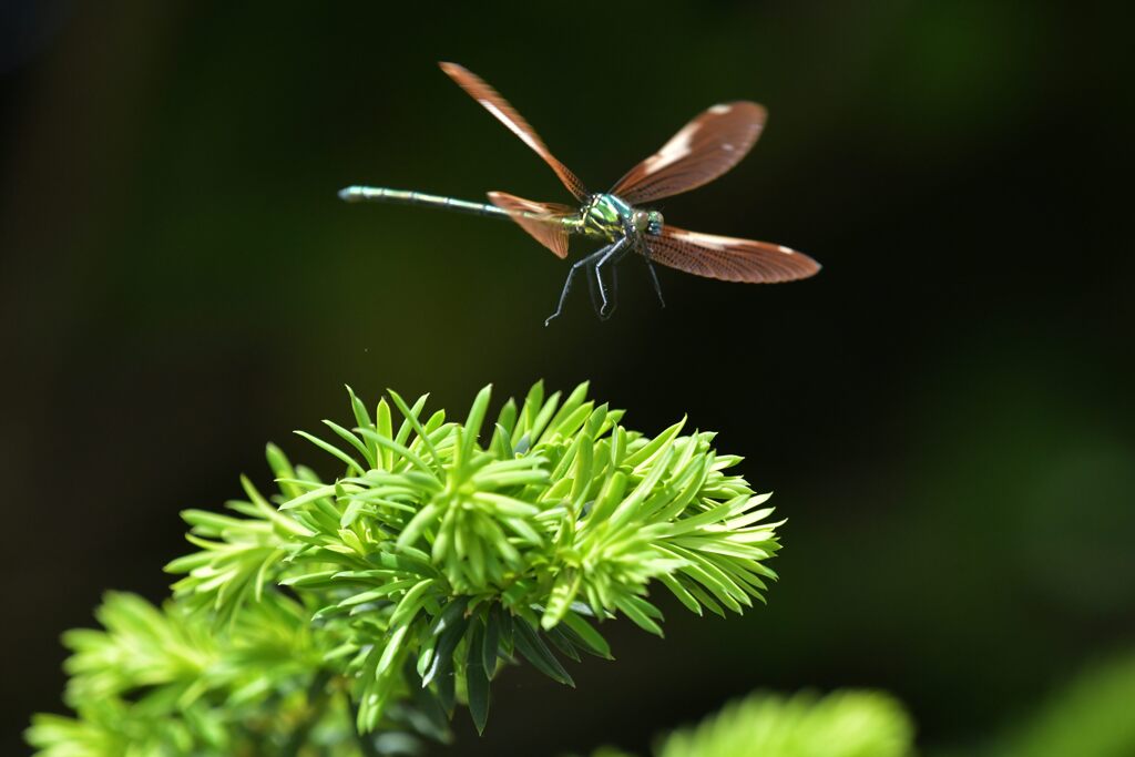 輝く舞　　DSC_3023