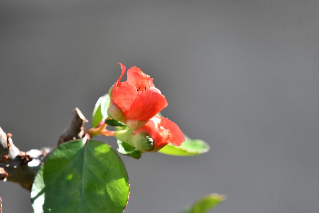 １０月のボケ　　DSC_4037