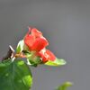 １０月のボケ　　DSC_4037