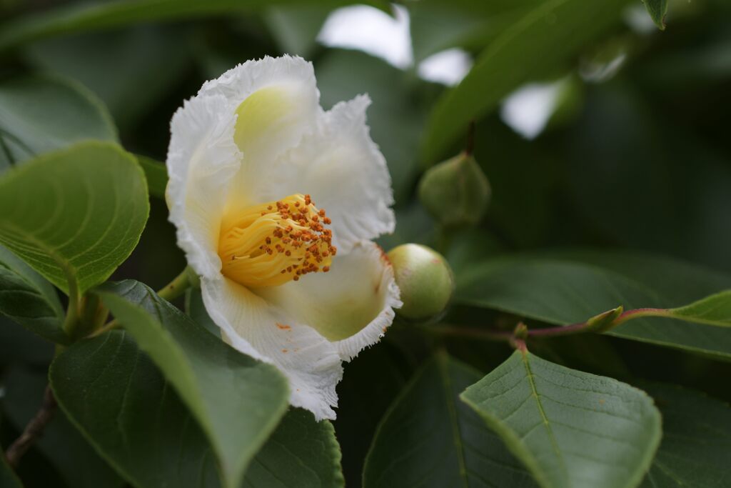 ナツツバキ　　DSC_2325