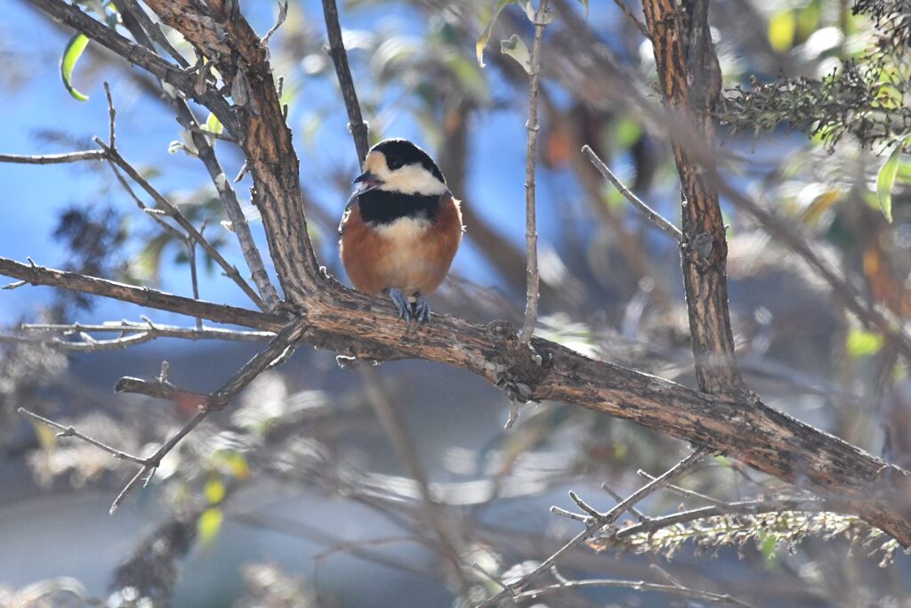 ヤマガラ　　　DSC_6403