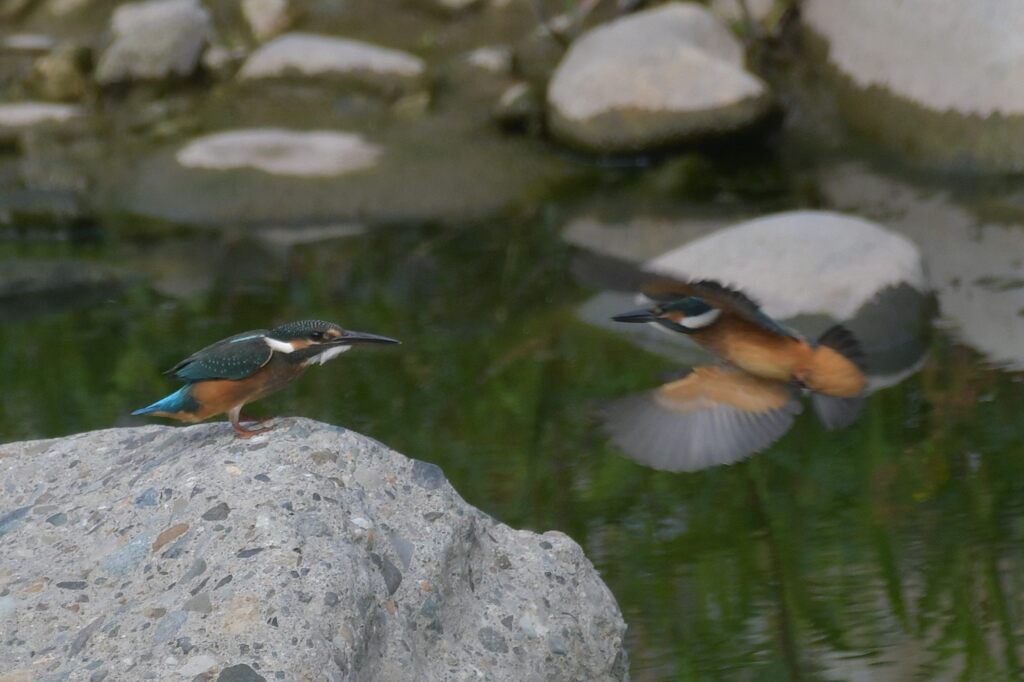 誰か来た！　　DSC_6137