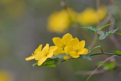 ヤマブキ　DSC_9786