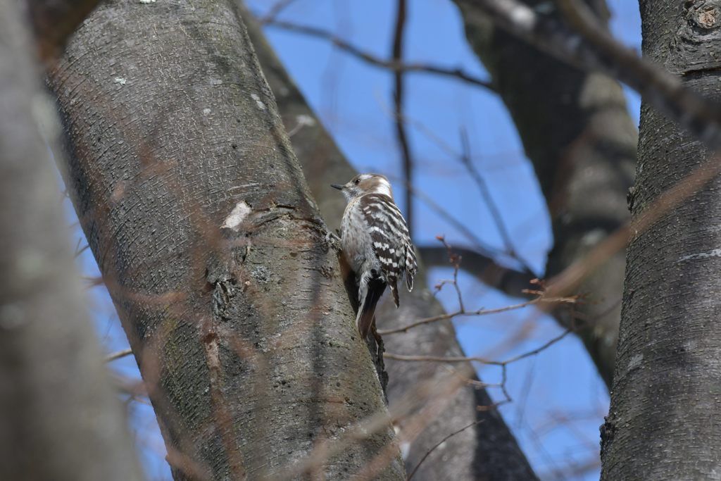 コゲラ　DSC_1166