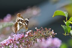 ブッドレアにメスグロヒョウモン♀　DSC_7374