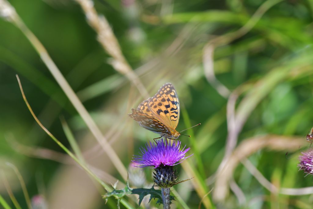 池の平のチョウ　１　DSC_5904