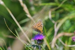 池の平のチョウ　１　DSC_5904
