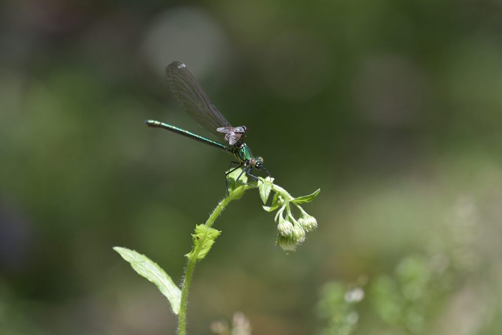 俺も撮ってくれよ！　　DSC_3163