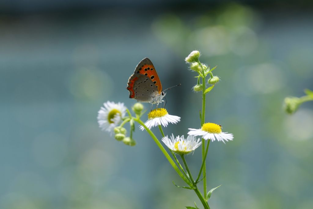 野の花にベニシジミ　１　DSC_5940