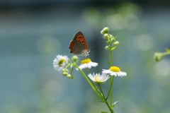 野の花にベニシジミ　１　DSC_5940