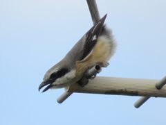 今だ！　IMG_0155