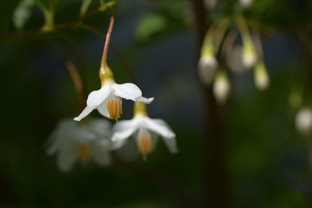 花電球　DSC_4786