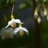 花電球　DSC_4786