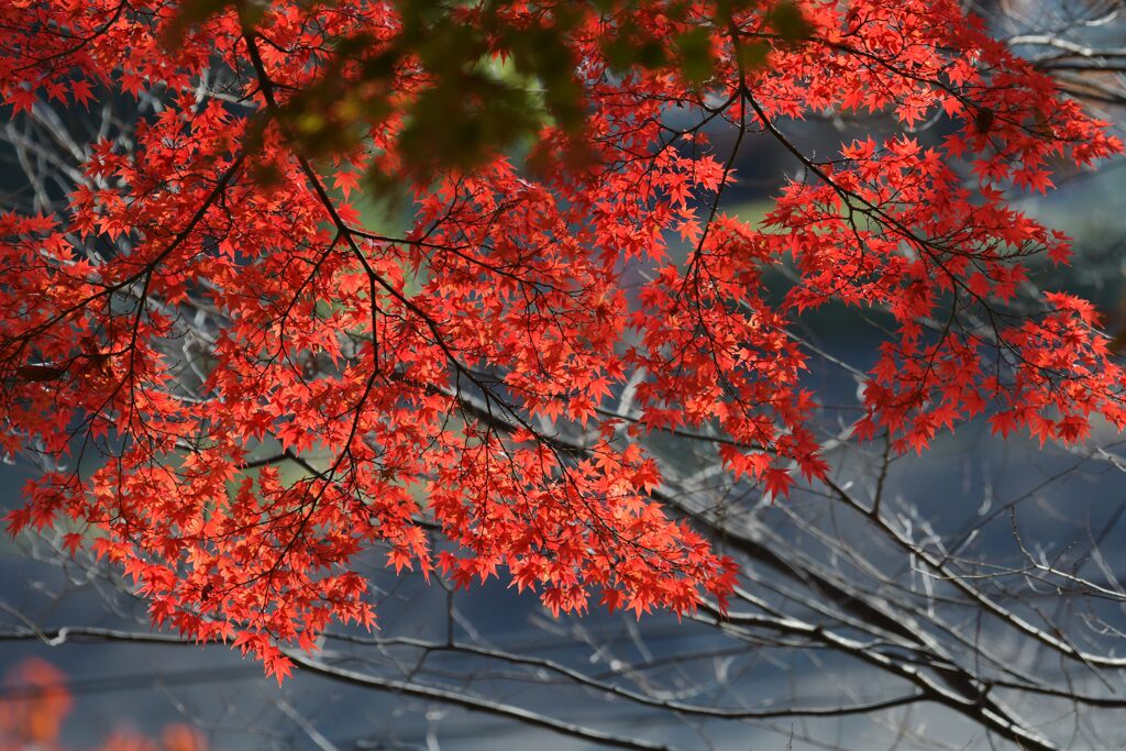 輝く紅葉　DSC_4671