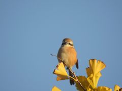 モフモフ　DSCN6857