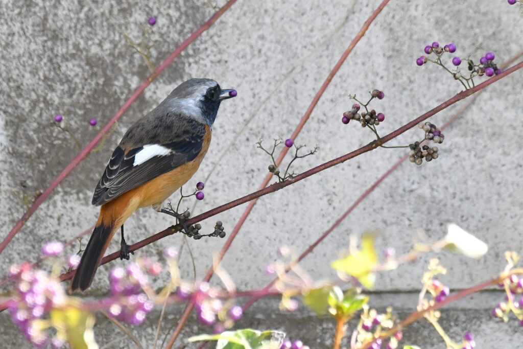 ジョウビタキ　　　DSC_4930