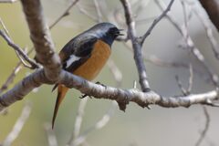 食べなおし？　　DSC_4884