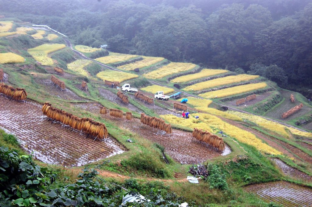 進む収穫作業　　DSC_3275