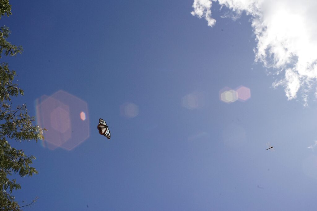 天高く舞い上がる　　DSC05747
