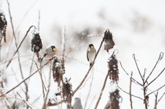 イカル　１　　　DSC_4401
