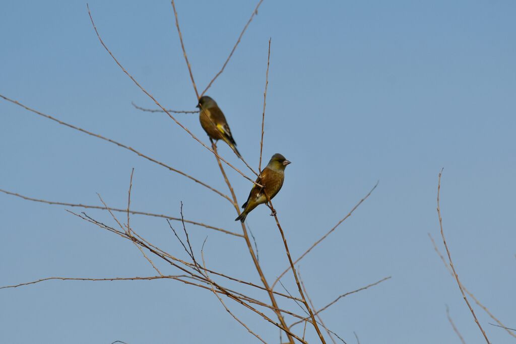 カワラヒワ　　　DSC_5985