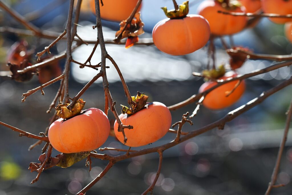 今年は何故か甘い　　DSC_5537