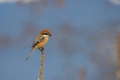 今日も会えたね　DSC_4236