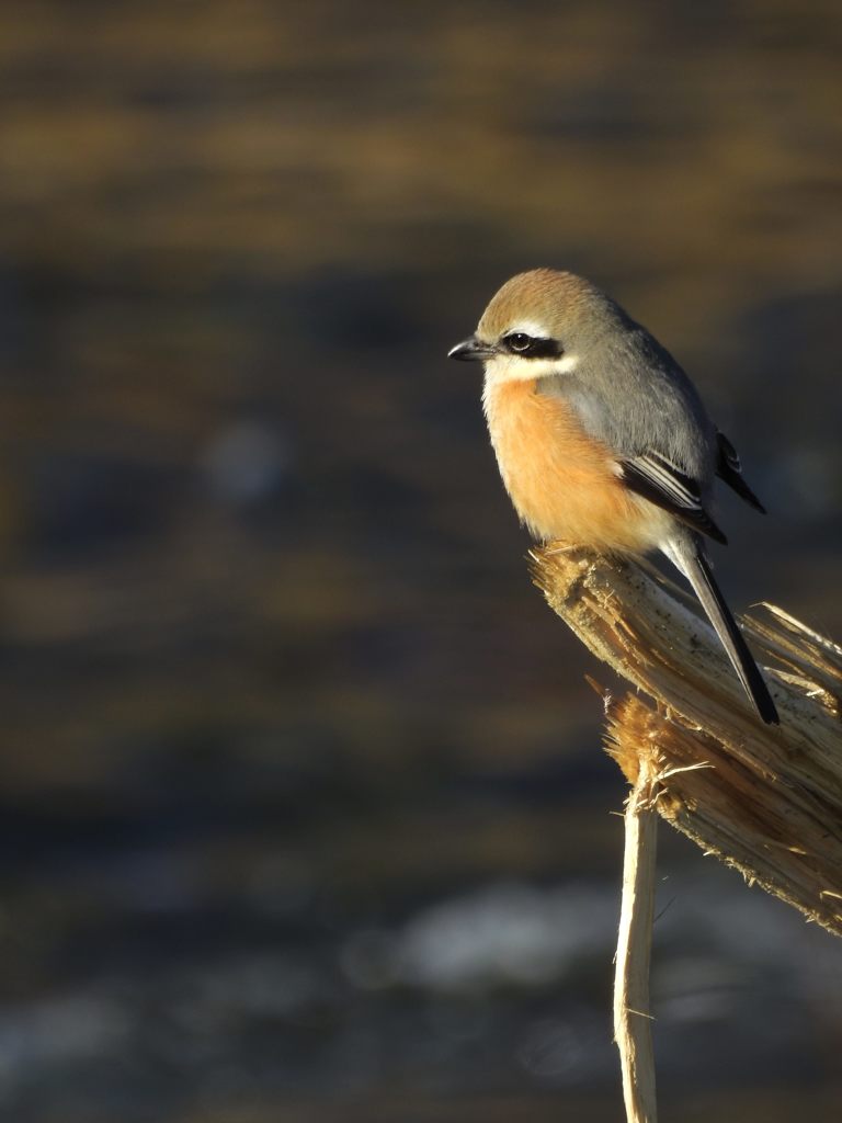 朝の川原に　DSCN3417