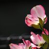 花水木　　DSCN9752