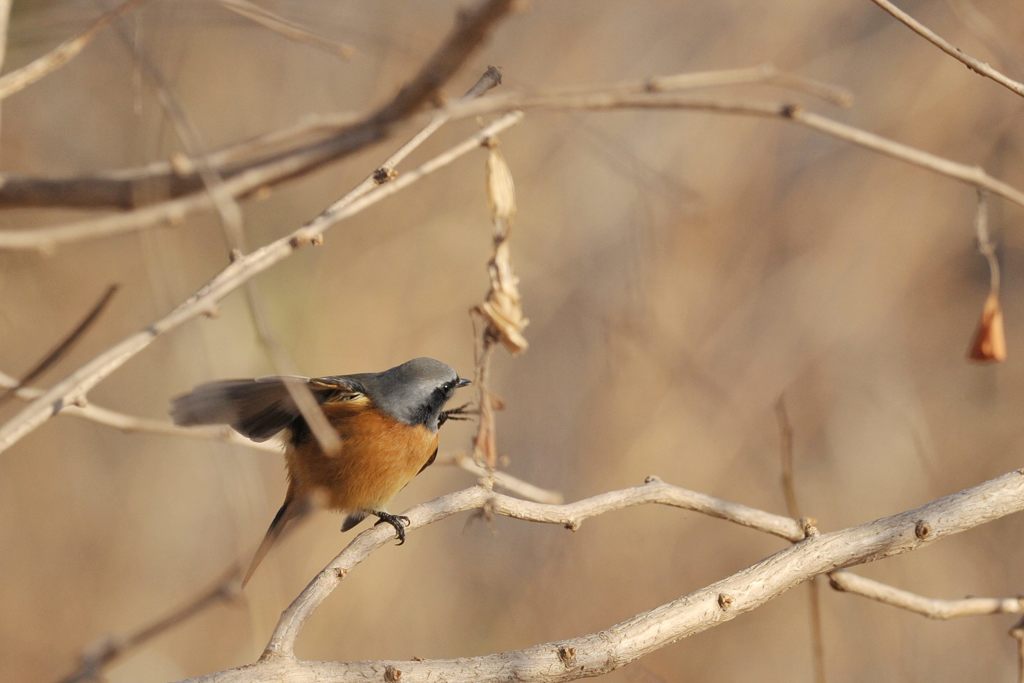 かゆいな～　DSC_2252