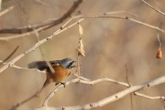 かゆいな～　DSC_2252