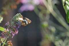 アサマイチモンジ　DSC_8881