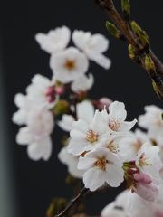 桜咲く　２　DSCN7300